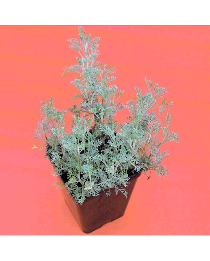 Artemisia abrotanum Artemisia abrotanum