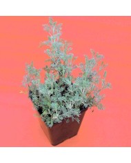 Artemisia abrotanum Artemisia abrotanum