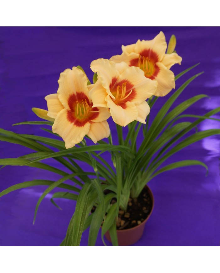 Hemerocallis "Pandora's box" Hemerocallis "Pandora's box"