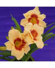 Hemerocallis "Pandora's box" Hemerocallis "Pandora's box"