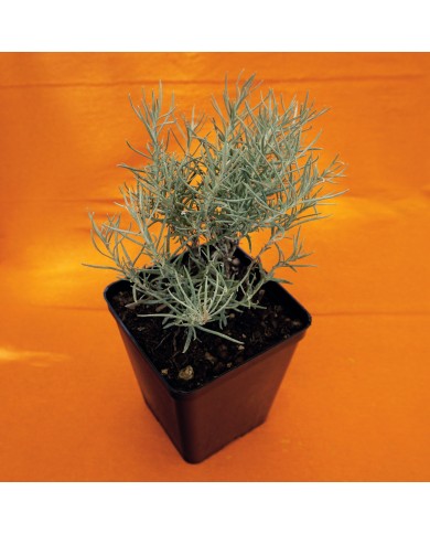 Elicriso - Helicrysum italicum Elicriso - Helicrysum italicum