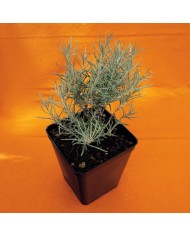 Elicriso - Helicrysum italicum