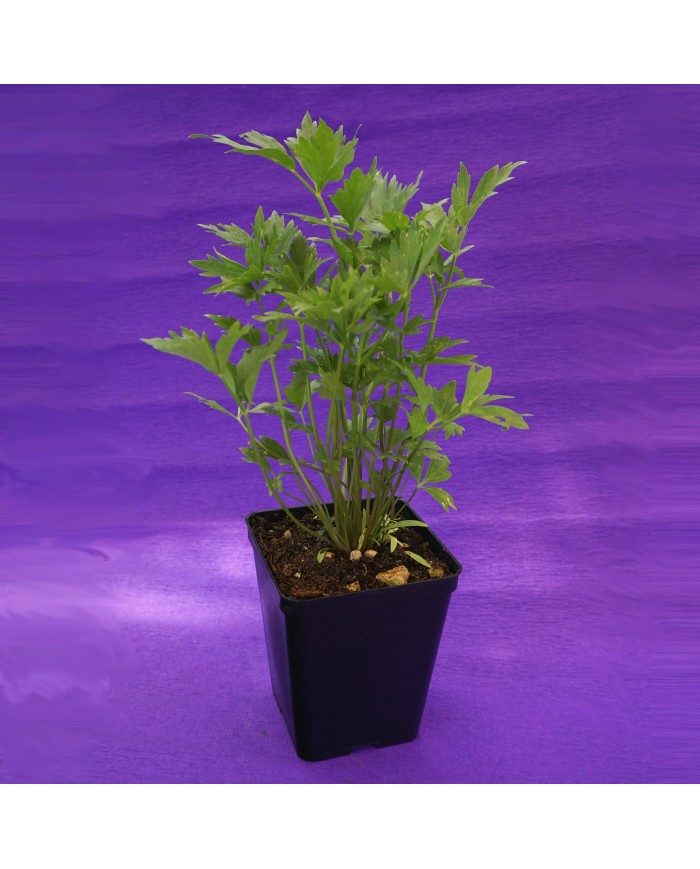 Levistico - Levisticum officinale