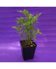 Maggiorana - Origanum Majorana