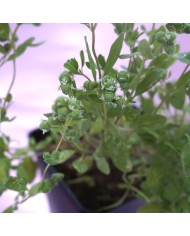 Maggiorana - Origanum Majorana