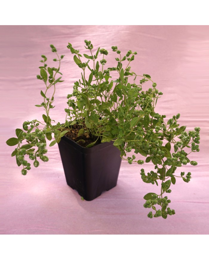 Maggiorana - Origanum Majorana