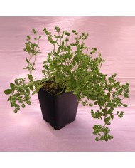 Maggiorana - Origanum Majorana