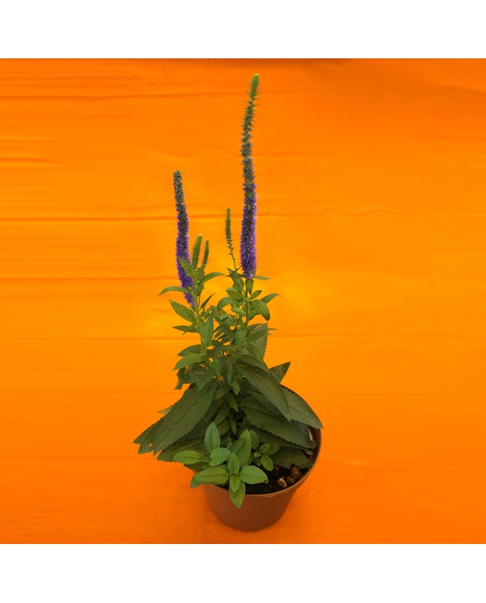 Veronica spicata Veronica spicata