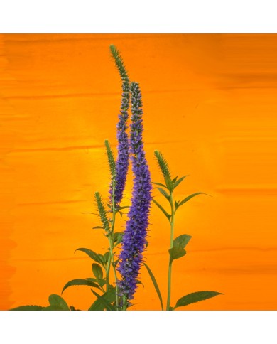 Veronica spicata - dettaglio fioritura