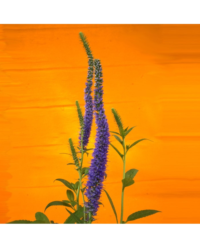 Veronica spicata - dettaglio fioritura Veronica spicata - dettaglio fioritura