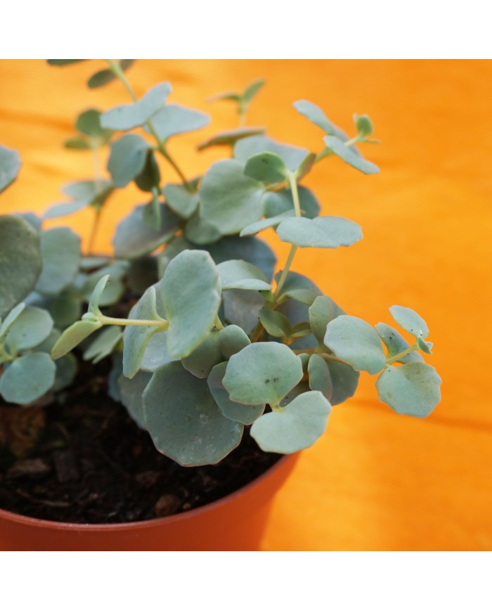 Sedum sieboldii - dettaglio Sedum sieboldii - dettaglio