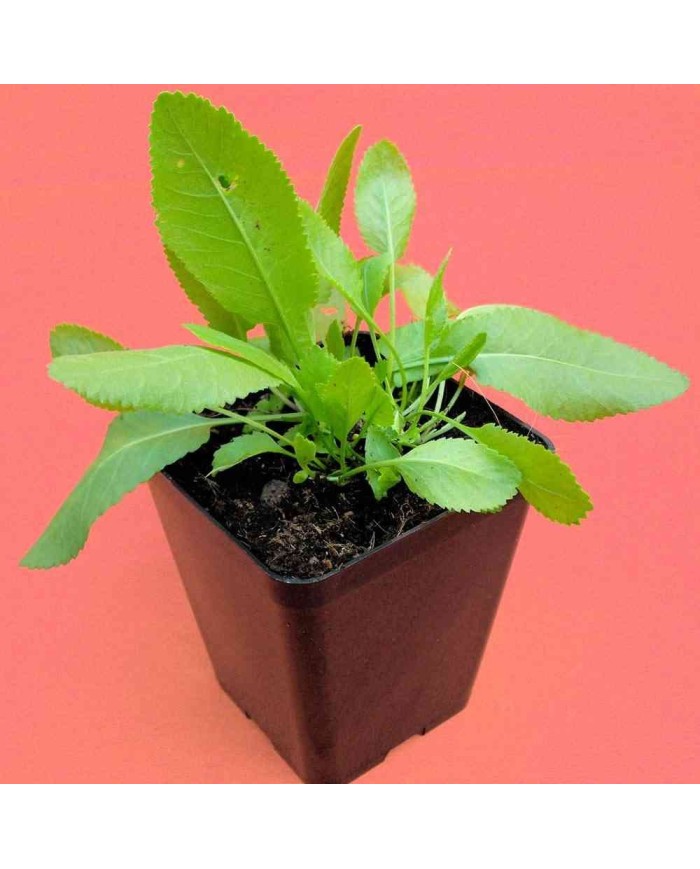 Balsamita - Balsamita major