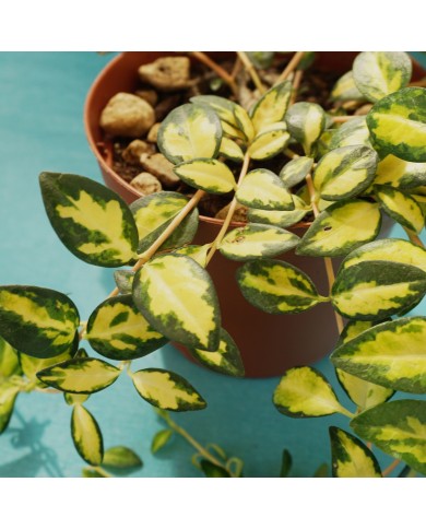 Vinca minor “Aureo variegata” - dettaglio foglie