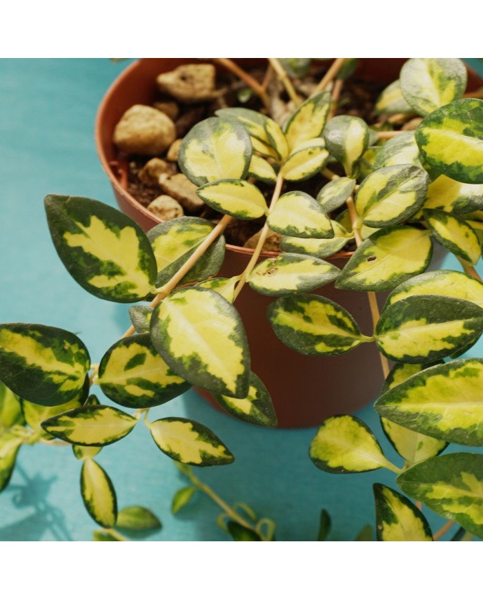 Vinca minor “Aureo variegata” - dettaglio foglie