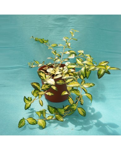 Vinca minor “Aureo variegata” Vinca minor “Aureo variegata”