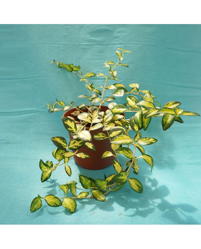 Vinca minor “Aureo variegata”