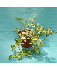 Vinca minor “Aureo variegata”