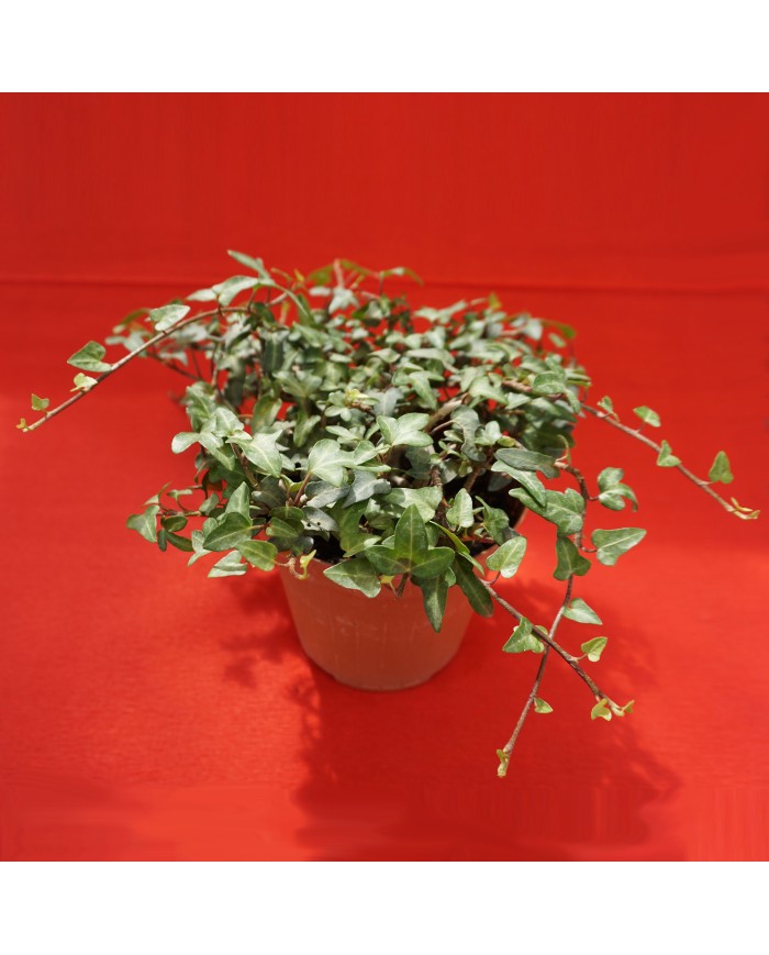 Hedera hibernica “Spetchley” Hedera hibernica “Spetchley”