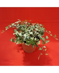 Hedera hibernica “Spetchley”