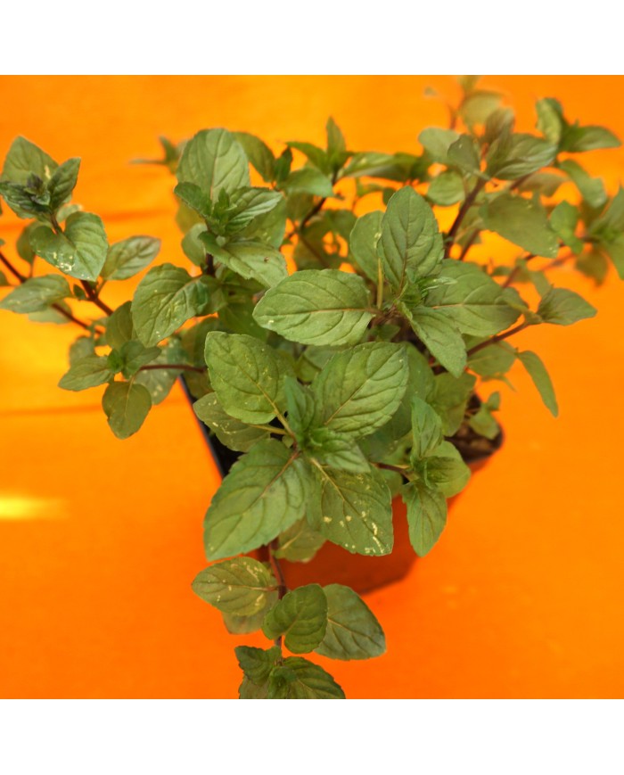 Mentha piperita - dettaglio