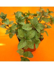 Mentha piperita - dettaglio