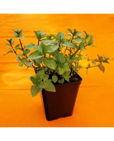 Mentha piperita