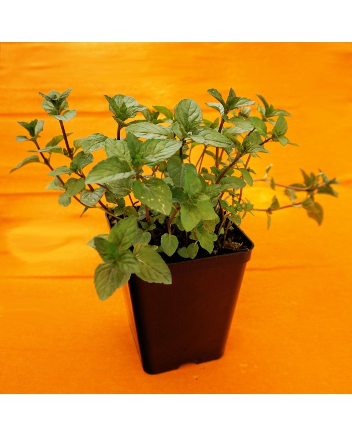 Mentha piperita