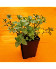 Mentha piperita