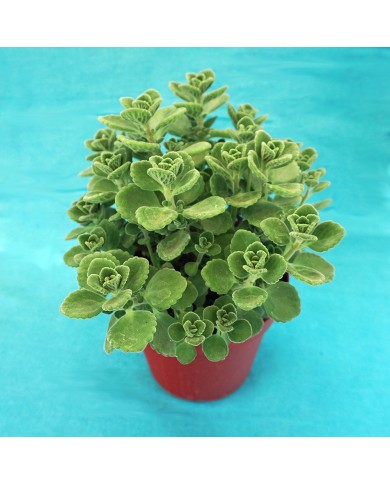 Plectranthus amboinicus - Origano di cuba