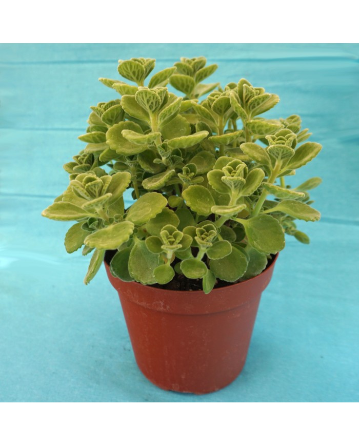 Plectranthus amboinicus - Origano di cuba Plectranthus amboinicus - Origano di cuba