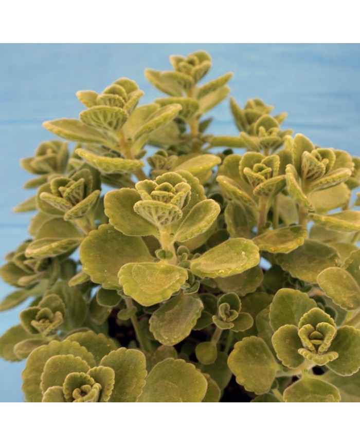 Plectranthus amboinicus - Origano di cuba Plectranthus amboinicus - Origano di cuba