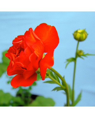 Geum coccineum - dettaglio fiore