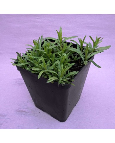 Estragone (Dragoncello) - Artemisia dracunculus Estragone (Dragoncello) - Artemisia dracunculus