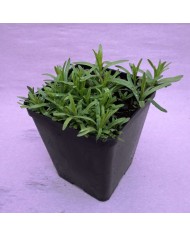 Balsamita - Balsamita major