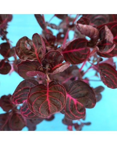 Iresine herbstii - dettaglio foglie