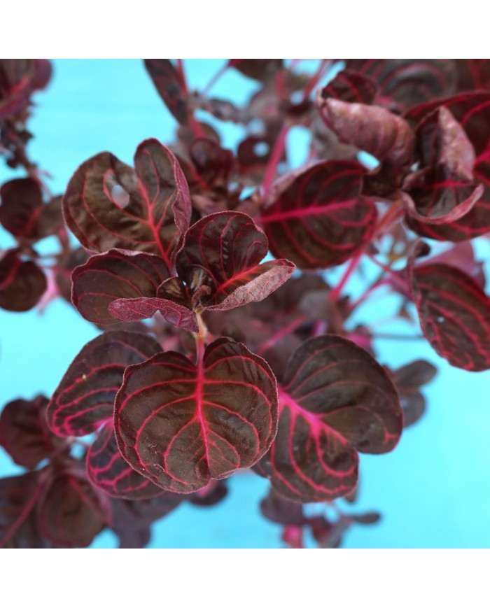 Iresine herbstii - dettaglio foglie Iresine herbstii - dettaglio foglie