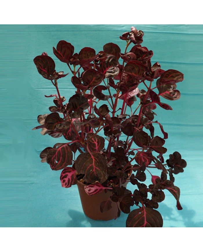 Iresine herbstii Iresine herbstii