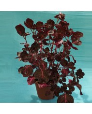 Iresine herbstii Iresine herbstii