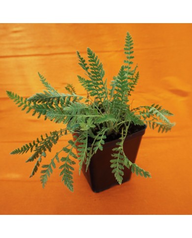 Achillea Philipendulina