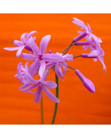 Tulbaghia violacea - dettaglio fiori