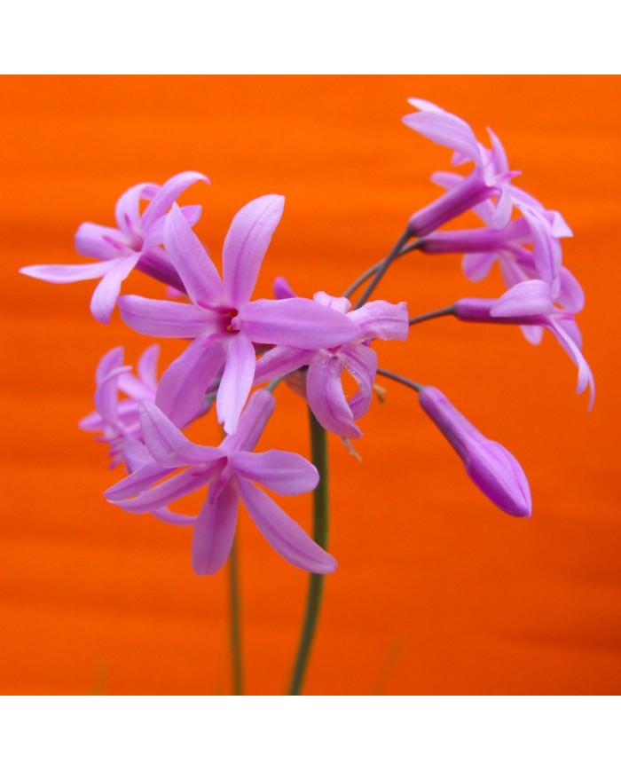 Tulbaghia violacea - dettaglio fiori