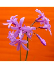 Tulbaghia violacea - dettaglio fiori