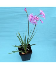 Tulbaghia violacea