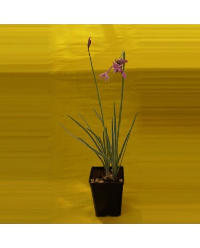 Tulbaghia violacea variegata