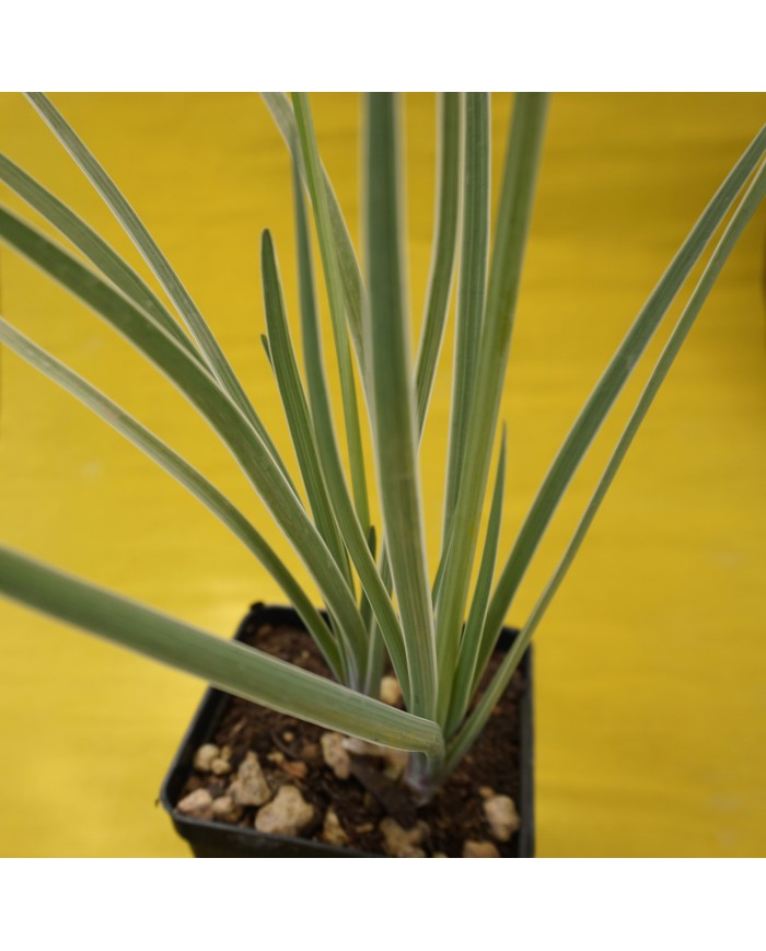 Tulbaghia violacea variegata - dettaglio foglia variegata