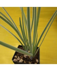 Tulbaghia violacea variegata - dettaglio foglia variegata