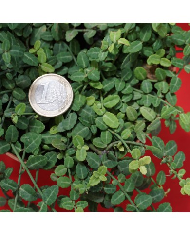 Evonimo - Euonymus microphylla minus - dettaglio foglie