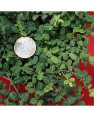 Evonimo - Euonymus microphylla minus - dettaglio foglie