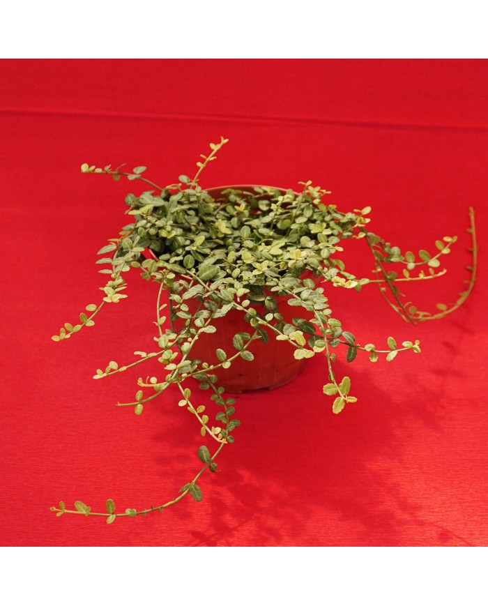 Evonimo - Euonymus microphylla minus