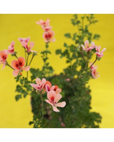 Dettaglio dei fiori del Pelargonium tipo "inglese" rosa/arancio